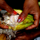 At a cacao forest in Esmeraldas, Ecuador.